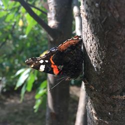 Close-up of butterfly on tree trunk