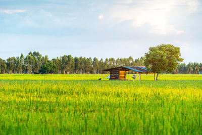 Scenic view of agricultural field against sky