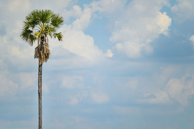 Low angle view of flowering plant against sky