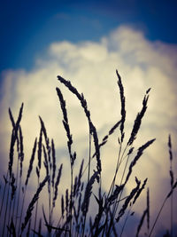 Close-up of grass growing in field