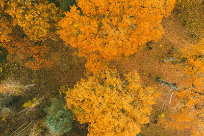 High angle view of yellow autumn leaves on land