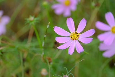 Close-up of pink cosmos flower