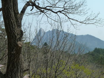 Bare tree against mountain range