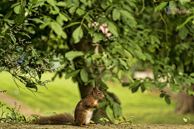 Squirrel on wall by trees in park