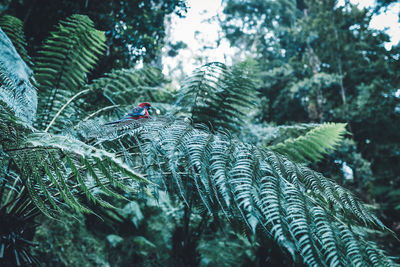 Close-up of lizard on tree in forest