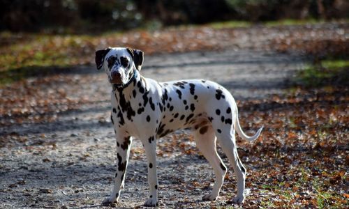 Portrait of dog