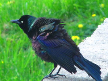 Close-up of bird perching on a land