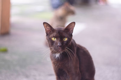 Close-up portrait of black cat