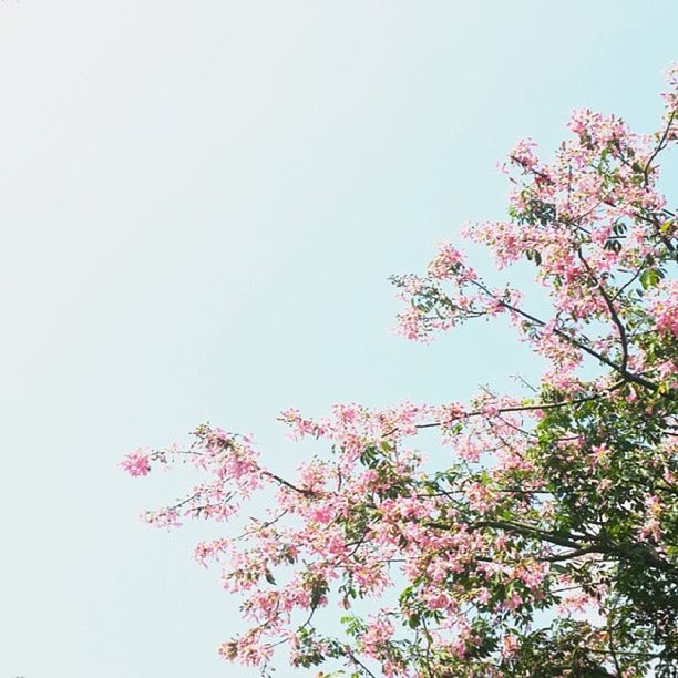 flower, clear sky, growth, tree, low angle view, freshness, beauty in nature, copy space, nature, branch, fragility, pink color, blossom, sky, blooming, tranquility, day, outdoors, springtime, no people