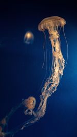 View of jellyfish swimming in sea