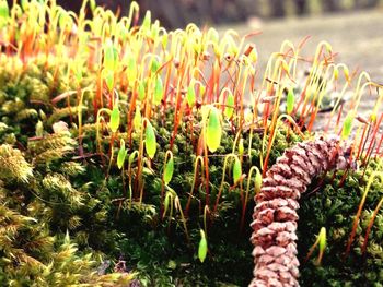 Close-up of plant growing on field