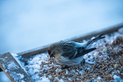 Close-up of bird perching