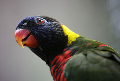 Close-up of parrot perching