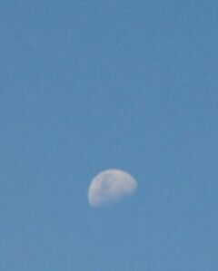 Close-up of tree against blue sky