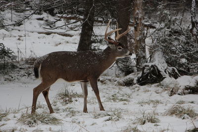 Deer on snow covered field