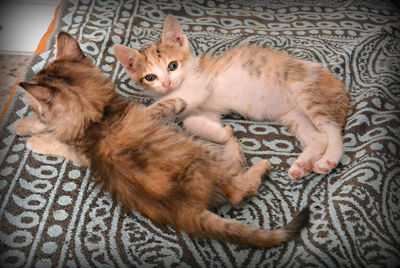 Portrait of ginger cat lying on carpet at home