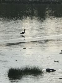 Birds on a lake