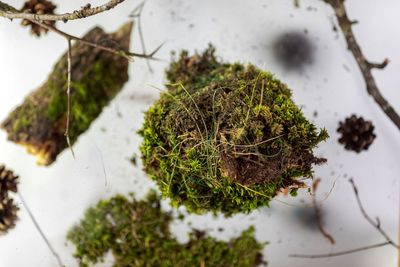 Kokedama, fashionable japanese moss ball, bonsai for the poor, a tussock of moss with a pink flower