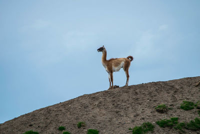 Low angle view of giraffe on hill