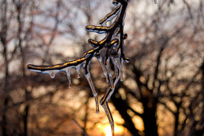 Close-up of dead plant on bare tree