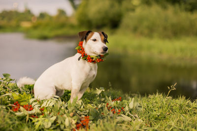 Dog looking away on field