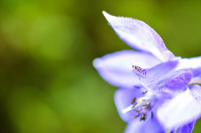 Close-up of purple flowers blooming