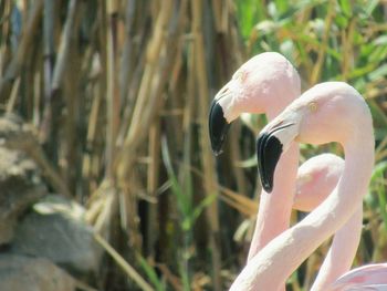 Close-up of swan