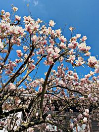 Low angle view of cherry blossoms against blue sky