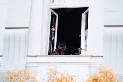 Cat sitting on window of building