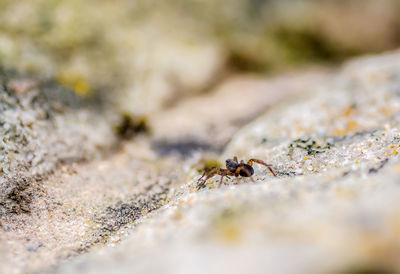 Close-up of insect on rock