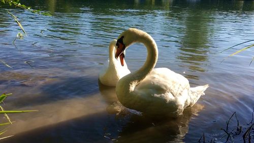 Swan swimming in water