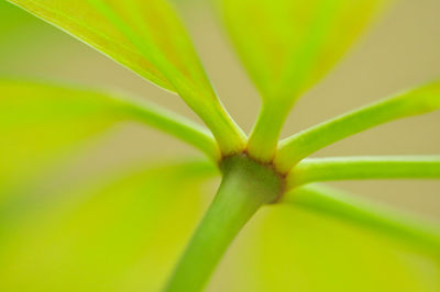 Close-up of green plant