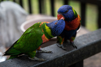 Close-up of parrot perching on leaf