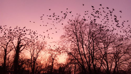 Silhouette birds flying against clear sky during sunset