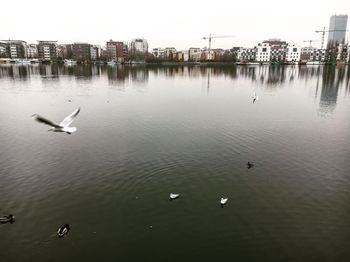 High angle view of seagulls floating on lake