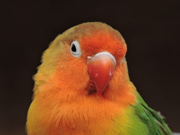 Close-up of parrot