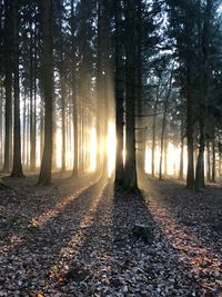 Trees in forest during autumn