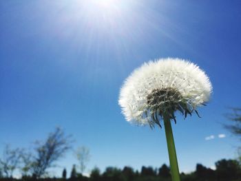 Low angle view of flower against blue sky