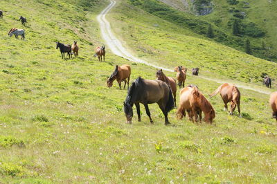 Horses grazing in a field