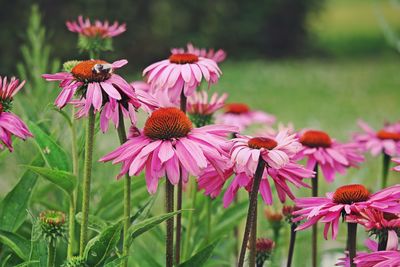 Close-up of pink flowers against blurred background