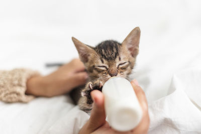 Cat sleeping on bed at home