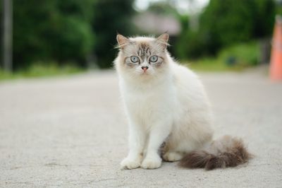 Portrait of cat sitting outdoors