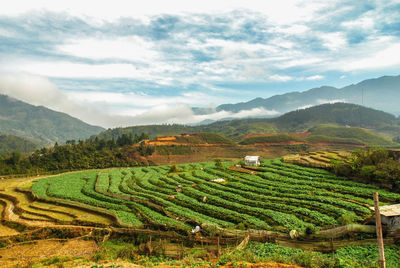 Scenic view of agricultural field against sky