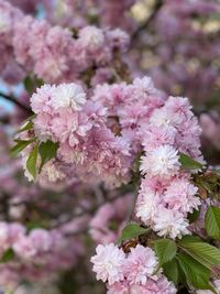 Close-up of pink cherry blossoms