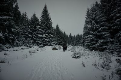 Dog on snow covered trees against sky