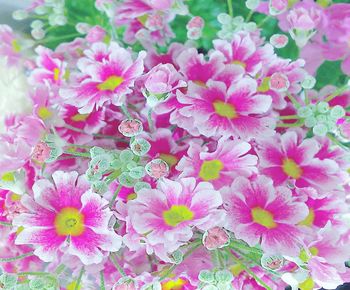 High angle view of pink flowers