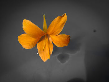 Close-up of yellow flower against black background