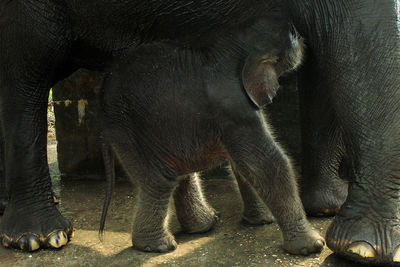 View of elephant in zoo