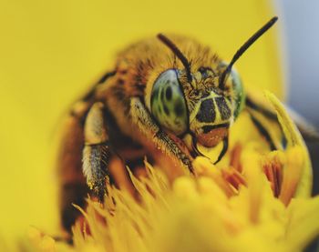 Close-up of bee on yellow flower