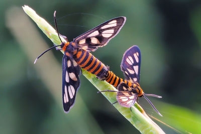 Close-up of butterfly pollinating flower
